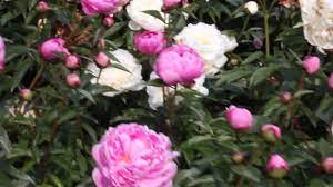 Shop devices, apparel, books, music & more. Margaret Truman R2 Flowers Bv Peonies Youtube