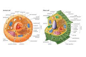 Differences Between Plant And Animal Cells Animal Cell Plant And Animal Cells Plant Cell