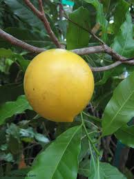 Image result for Deinbollia sp. A