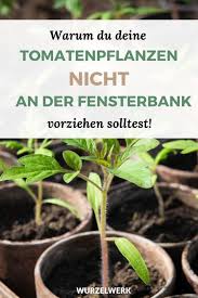 Wie die anzucht meiner tomatenpflanzen. Kraftige Tomaten Selber Ziehen Und Pikieren Wurzelwerk Tomaten Pflanzen Tomaten Garten Tomaten Saen