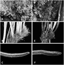 Image result for Vittaria elongata