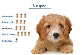 How big do cavapoos get. Cavapoo Everything You Need To Know At A Glance