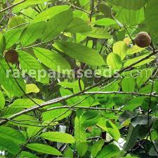 Image result for Casearia