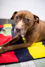 I've officially found my new favorite holiday. National Rescue Dog Day Is May 20th Larimer Humane Society