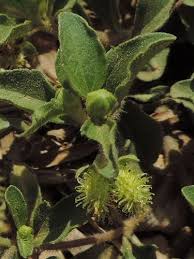 Image result for Acanthospermum australe