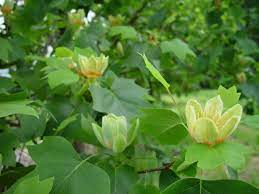 One of the first flowering trees in the spring; Trees For Small Spaces Small Garden Trees Hgtv