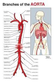 Quickly memorize the terms, phrases and much more. Printiable Mape Of Arteries And Viens Principal Veins Human Anatomy This Stock Medical Illustration Shows The Arteries Veins And Nerves Of The Arm From An Anterior Front View Foodbloggermania It