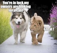 Pin On Funny Wild Animals