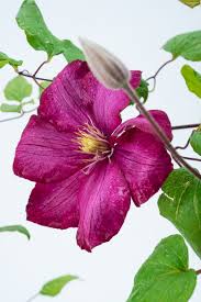 Check spelling or type a new query. Waldrebe Ville De Lyon Clematis Ville De Lyon Gunstig Online Kaufen