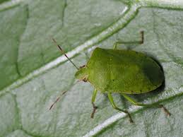 It allows you to customize your query by. Monitoring Is Essential To Stay Ahead Of Pepper Pests