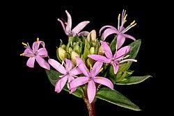 Image result for Otiophora pauciflora