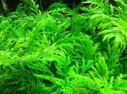 Nah kali ini saya berbagi cara. 9 Jenis Tanaman Aquascape Yang Paling Mudah Dipelihara Bukareview