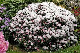 Jens Birck Plants Rhododendron Flowers