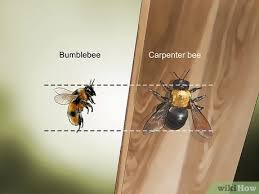The hive can rebuild if that survives, and compared to. 3 Ways To Identify Carpenter Bees Wikihow