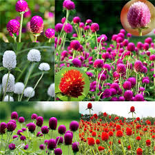 Image result for Gomphrena globosa