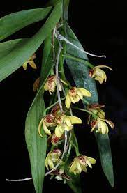Leopard Orchid Tiger Orchid Dendrobium Gracilicaule Beautiful Orchids Plants Orchid Flower