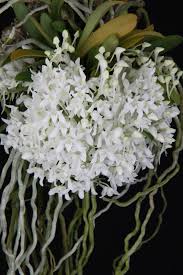 Image result for Mystacidium