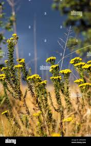 Image result for Phymaspermum