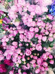 Visit your local trader joe's grocery store in fl with amazing food and drink from around the globe. Trader Joe S Peonies How To Care For Peonies The Pink Dream