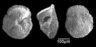 Image result for Mohria marginalis