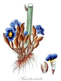 Image result for Buchnera leptostachya