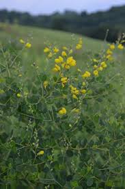 Since yellow is a color of hope, happiness, and positivity, you can grow these 53 types of yellow flowers to cheer up your home and garden!. Baptisia Tinctoria Small Yellow Wild Indigo Native Plants Wild Indigo Native Garden