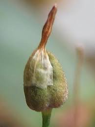 Image result for Litanthus pusillus