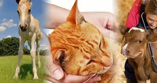 Kookaburra Veterinary Employment Veterinary Nurse Jobs