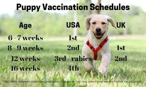 My german shepherd ***** gave birth to her first pup 3 hours ago, pup okay but im starting to worry. Puppy Vaccination Frequently Asked Questions And Schedules