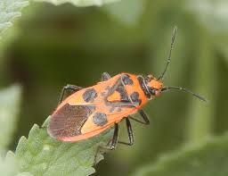 Image result for Canthium bugoyense