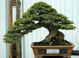 Carmona Aido Bonsai