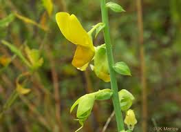 Image result for Crotalaria spectabilis