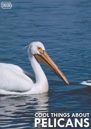 Find fun and interesting facts about pelicans. 7 Cool Facts To Know About Iowa Pelicans Dnr News Releases