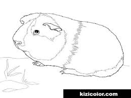 Nette tiermotive, lustige comicfiguren oder. Ausmalbilder Meerschweinchen Malen Ausmalbilder Meerschweinchen Kaninchen 37 Bilder Von Meerschweinchen Malvorlage Malvorlagen Tiere Meerschweinchen Ausmalbilder Tiere Floraf Will