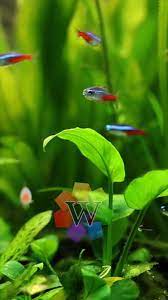 Wallpapersmania Live Wallpaper For Iphone Android Video In 2021 Beautiful Wallpaper For Phone Colourful Wallpaper Iphone Fish Wallpaper Iphone