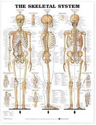 The dentate adult human mandible: The Skeletal System Anatomical Chart Anatomical Chart Company Amazon De Business Industry Science