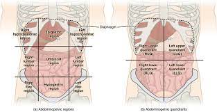 But to do this we need to first position the body in a standard way. 1 4f Abdominopelvic Regions Medicine Libretexts