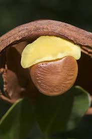 Image result for Schotia capitata