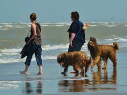 It's important to state upfront that elzéard bouffier was fictional, a character in a short story. Bouvier Des Flandres Vlaamse Koehond De Nieuwe Hond