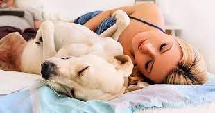 7 Reasons Why Sleeping With Your Dog Is Actually Good For You Cesar S Way