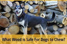 What Wood Is Safe For Dogs To Chew 9 List Zooawesome