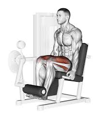 The concentric contraction that takes place when lifting. Exercising Leg Extension Stock Illustration Illustration Of Marked 44124068