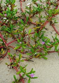 Image result for Sesuvium portulacastrum