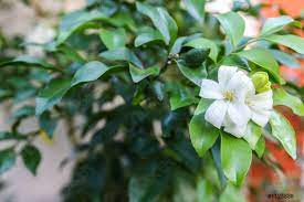 Murraya paniculata, commonly known as orange jasmine, orange jessamine, china box or mock orange, is a species of shrub or small tree in the family rutaceae and is native to south asia, southeast asia and australia. Murraya Paniculata Foto Vorratig Crushpixel