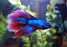 Betta fish with sbd appear bloated and have difficulty swimming upright, balancing themselves or reaching the top of the. Bloated Betta Fish Diseases And Parasites Forum Pond Life