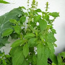 Image result for Ocimum americanum