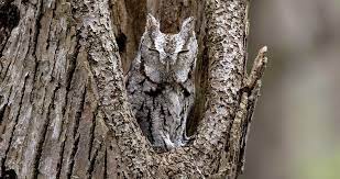 Eastern Screech Owl Life History All About Birds Cornell Lab Of Ornithology