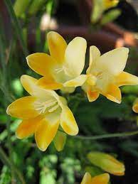 Freesia Caryophyllacea Zone 10 Flowers Perennial Flowering Plants Amazing Flowers