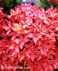 Maybe you would like to learn more about one of these? Ixora Sp Jungle Flame Needle Flower Toptropicals Com