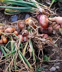 The infection gets into bulbs through wounds and damage. How And When To Harvest Onions Plus Curing For Long Term Storage
